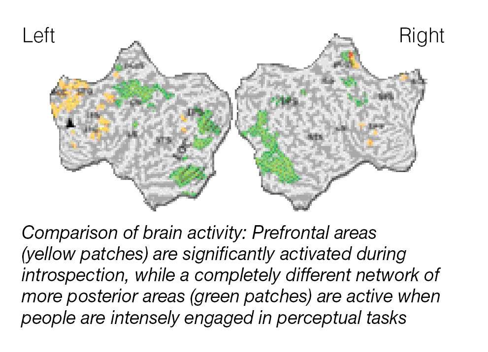 comparison of brain activity: prefrontal areas are significantly activated during introspection, while a completely different network of more posterior areas are active when people are intensely engaged in perceptual tasks