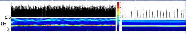 Oscillations of an individual neuron in a calcium-free medium. At left - 110 minutes, at right 100 seconds. On top -firing rate (spikes/200msec), at bottom -FFT spectrogram