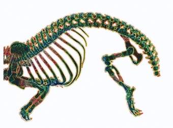 Mouse embryo skeleton showing sites of initial bone formation (stained red) and cartilage (green and blue), which will later be replaced by bone