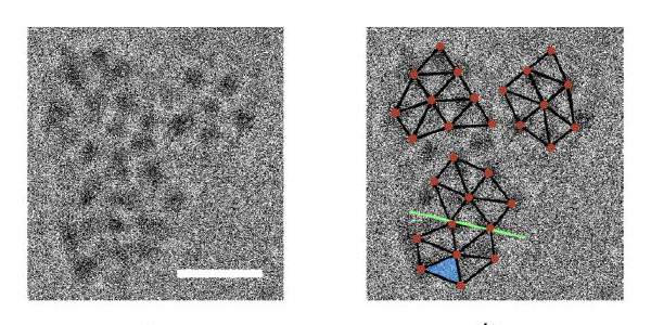 Correlation between cryo-transmission electron microscope (TEM) images and the crystal structure. (l) TEM image showing three colliding clusters. The scale bar is 10 nm. (r) Relative positions of molecules derived from the X-ray diffraction crystal structure are overlaid (brown) on the TEM image. A twinning plane is shown (green line)