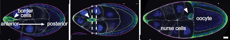 (l-r) A cluster of border cells (green, marked by white arrow) moves across a portion of the fruit fly embryo within 3 to 6 hours, covering a distance of about 150 microns