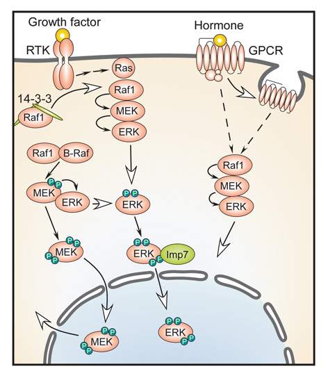 Extracellular activation gets ERK proteins into the nucleus