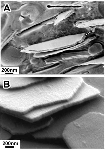 Scanning electron microscope images of guanine plates from a silver spider. Arrow on top points to sandwich-like structure with amorphous guanine filling between two guanine crystals