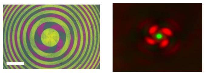STED device using the new lens, a green laser in the center and a twisted red laser surrounding it.Scale bar, 35 μm (left), 1 μm right.