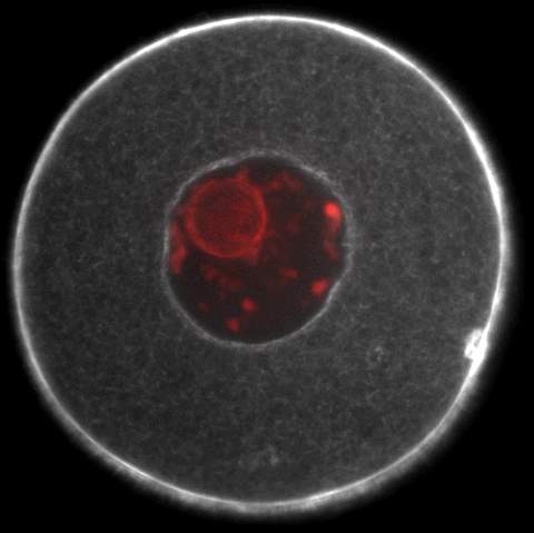 The nucleus (red) in the cell center is surrounded by the disorganized actin network in the cytoplasm, on which the myosin-v motors move the vesicles around in the "active random motion"