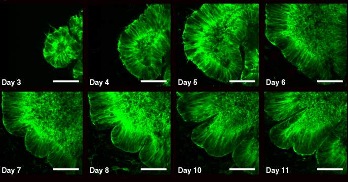 development of the folds in an organoid