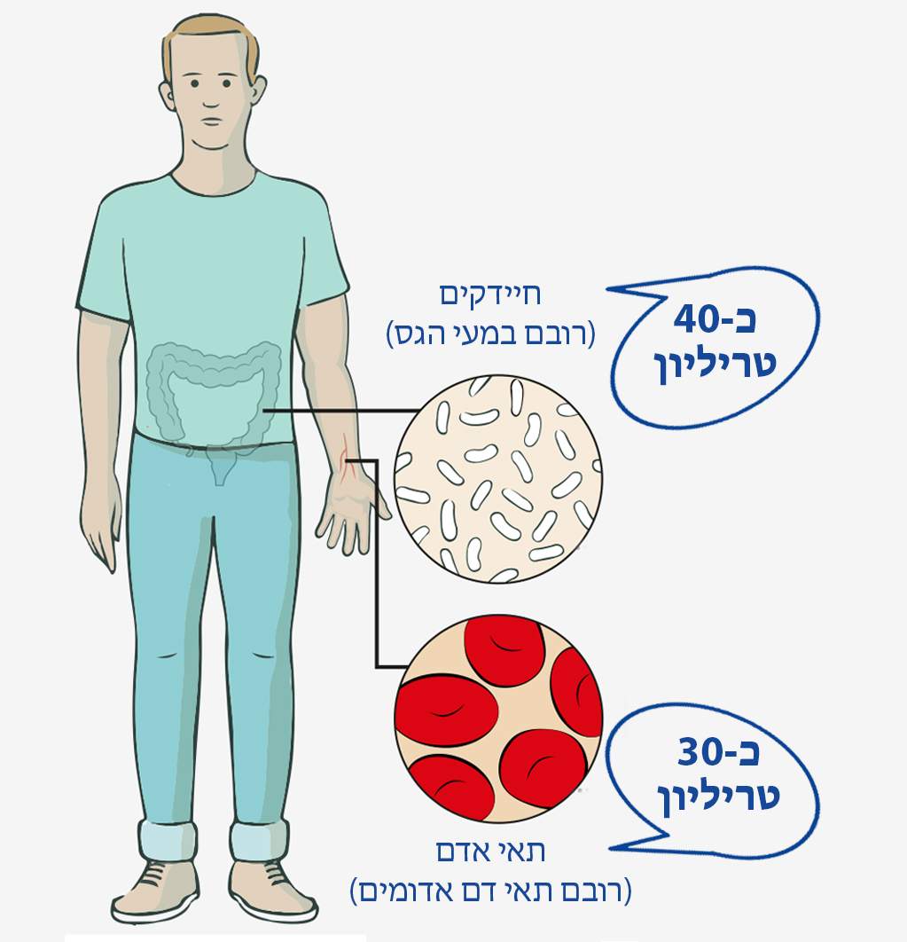 אילוסטרציה