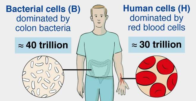 Bacterial to human cell ratios