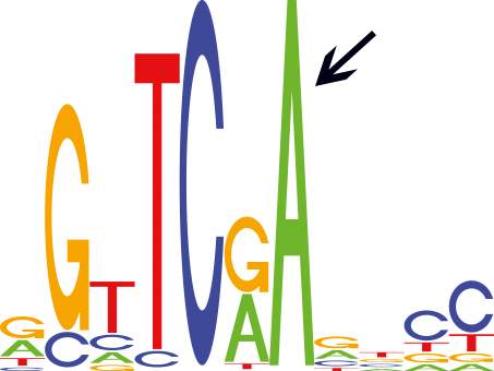 A computer-generated representation of genetic building blocks – the nucleotides A, C, G and T – in the segment of the messenger RNA that tends to harbor an m1A modification. The A that becomes modified is marked by an arrow