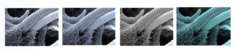 High resolution electron microscopy image of native fully packed collagen fascicles undergoing enzymatic degradation