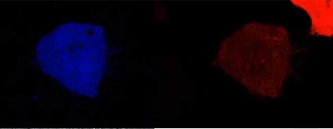 Enzyme activity in a cell: Enzymes are red, the final product, which is fully converted within several minutes, is blue