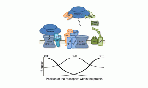 The “shuttles” that lead proteins to the endoplasmic reticulum: the two previously known SRP and GET pathways, together with the newly discovered SND pathway, each caters for proteins with a different position of their “passports”