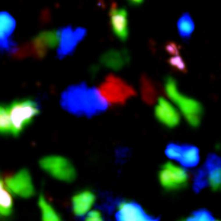 A T cell selecting a B cell for entry into the immune response within a lymph node of a live anesthetized mouse. The image was taken by two photon laser scanning microcopy. (T cell in red, high affinity B cell in blue, High affinity B cells that do not express adhesion molecules in green)