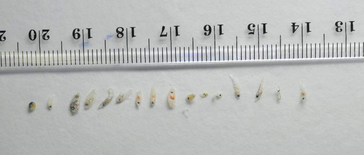 Reef fish larvae tend to be very small and nearly indistinguishable from one another