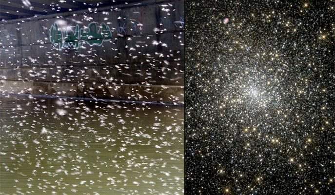 Midge swarms (l) and star clusters (r) may form under similar laws