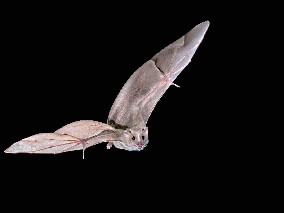 Egyptian fruit bat. In today's issue of Science, Sarel et al report on a new functional class of hippocampal neurons in bats, which encode the direction and distance to spatial goals – suggesting a novel neural mechanism for goal-directed navigation.