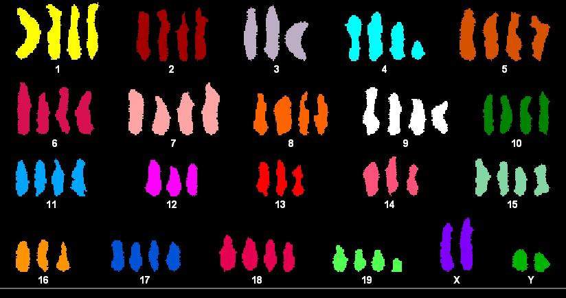 Chromosomal analysis of a polyploid stem cell: This cell does not turn malignant despite having three or four copies of most chromosomes