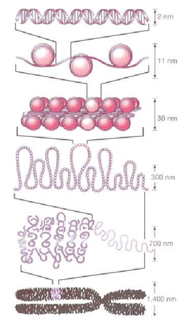 Chromatin (DNA plus packaging proteins) structure is increasingly condensed at every level of packaging, from the nucleosome (second row) up to the entire chromosome (bottom row)