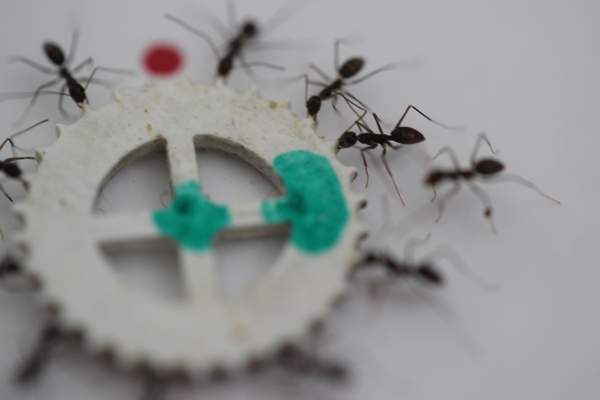 Longhorn crazy ants cooperating to transfer an item much too heavy for one to move alone. Image: Ehud Fonio and Dr. Ofer Feinerman