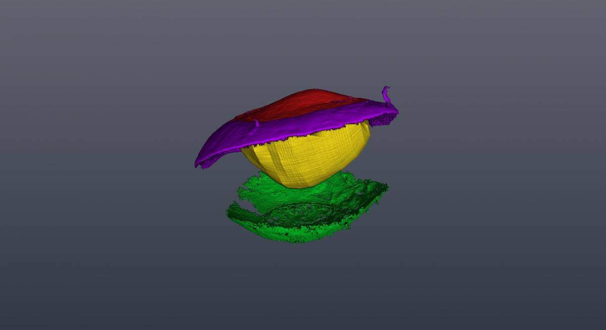 MicroCT of the scallop eye shows its internal volume and helped reveal the path of light waves to the mirror and back to the retinas