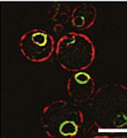 Fluorescent image of Baker's yeast cells showing that the yeast Presenilin-like protein, Ypf1 (green), is found in the same cellular area as Presenilin, around the nucleus