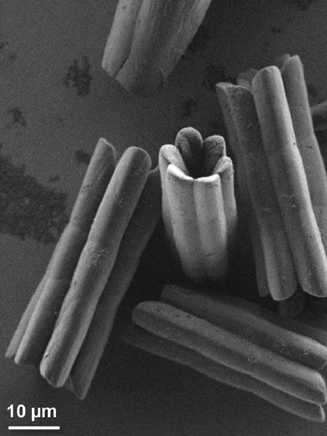Hollow crystals captured by scanning electron microscopy (SEM)