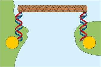 A carbon nanotube (shown in brown) forms a bridge between two segments of DNA supported by gold contacts (yellow) attached to a silicon surface (green)