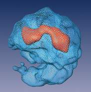 A view of the spliceosome showing internal details