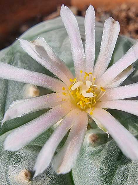 Peyote in bloom (Photo: Guy Yosef Keren)