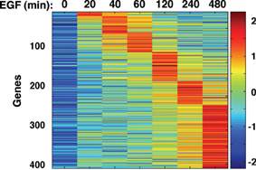 Activity of 400 genes following exposure to a growth signal over time. Red indicates hightened gene activity