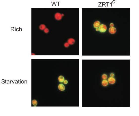 Wild type yeast cells (l) exhibit changes in the membrane pump proteins under different nutrient conditions, while yeast engineered to avoid repressing one transporter type (r) show no change