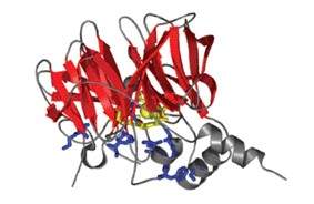 The 3-D structure of the PON1 enzyme. The main section, in red, is the scaffold of the enzyme and is responsible for PON1’s primary function, while the blue and gray segments can undergo mutation and endow PON1 with additional, promiscuous functions