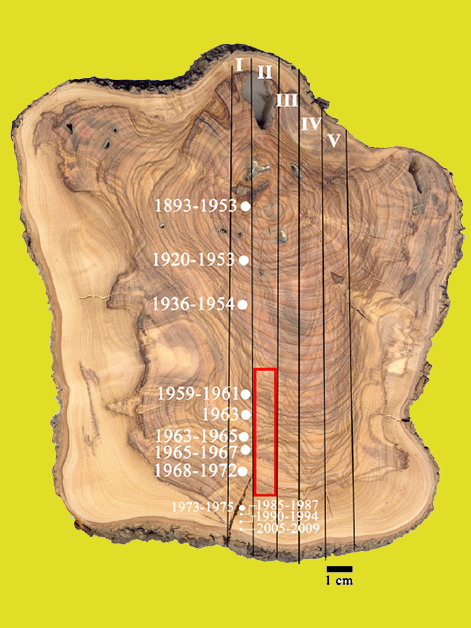 חתך רוחב של ענף עץ זית בן זמננו. הניסויים הגרעיניים בשנות ה-50 וה-60 הותירו את חותמם באזור המסומן באדום