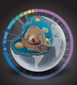 Yeast cell atlas: image by Michal Breker