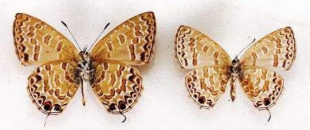 The patterns on these butterfly wings are perfectly scaled, even though they are different sizes