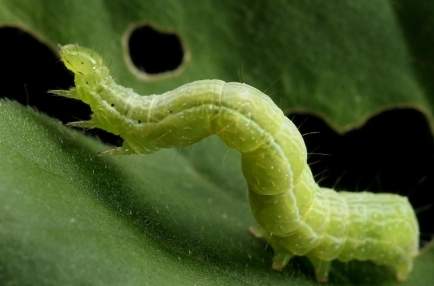 Cabbage looper caterpillar in its native habitiat. Image: David Cappaert, Michigan State University