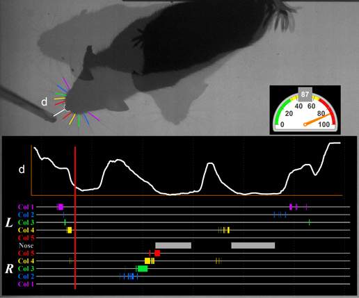 Measuring the response to novelty: A mouse repeatedly touches the object and pulls away (nose and whisker contacts are color-coded; d is the distance of the snout from the object)