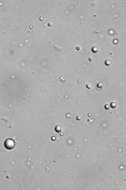Tiny droplets formed by peptides and RNA, viewed under a microscope