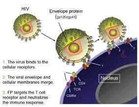 Illusteration: HIV at the cell membrane