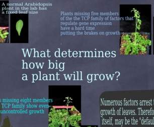 what determines how big a plant will grow
