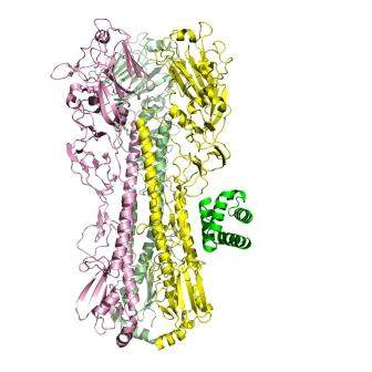 The molecular structure of Spanish flu protein (hemagglutin) bound to a computationally designed protein (green). The designed protein binds the viral protein tightly and with high specificity, blocking the protein's function and neutralizing viral infectivity