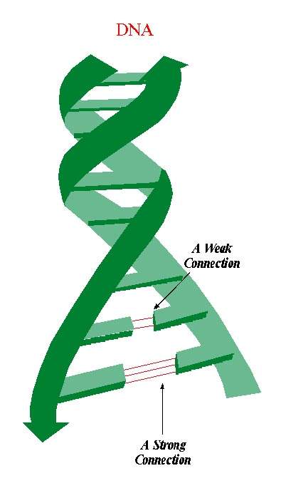 DNA strand unzipped