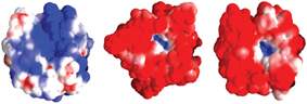 Human (left), Dunaliella (center) and mouse (right) enzymes