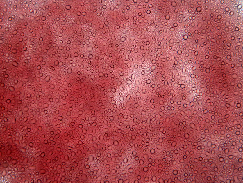 Decades-Old Mystery of Red Blood Cell Production Solved