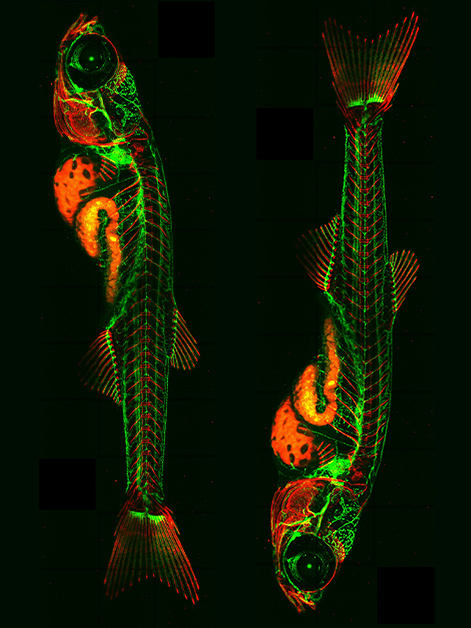 Lymphatic vessels (green) and bones (red) in a one-month-old zebrafish