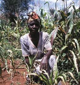 Kenyan farmer in an experimental corn field