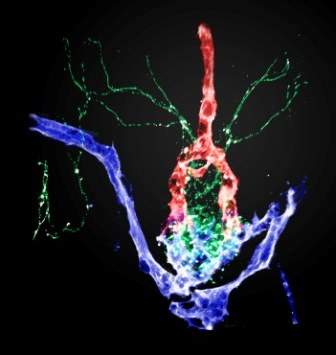 Three-dimensional structure of the neurohypophysis in a zebrafish embryo (the nerve fibers and blood vessels are genetically tagged with fluorescent proteins). This brain area provides an interface between nerve cells (green), arteries (purple) and veins (red)