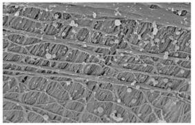 High resolution scanning electron microscope image of a tectorial membrane