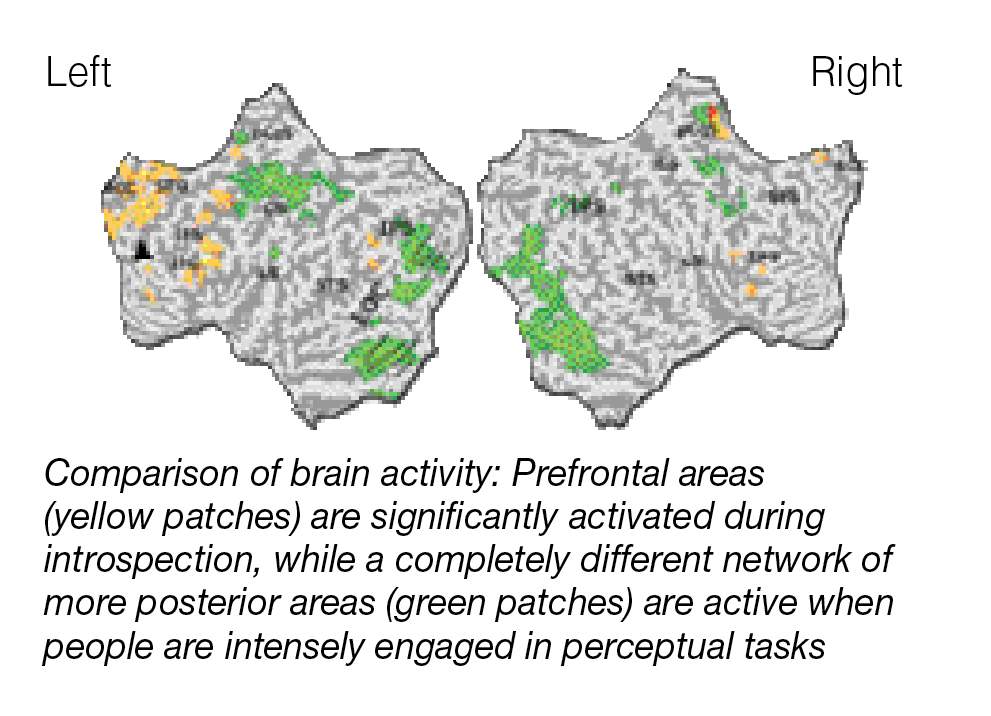 comparison of brain activity: prefrontal areas are significantly activated during introspection, while a completely different network of more posterior areas are active when people are intensely engaged in perceptual tasks