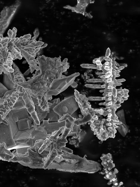 Dendrites that developed in a tin battery, seen under an electronic microscope. Source: Shakked Schwartz and Ayan Maity